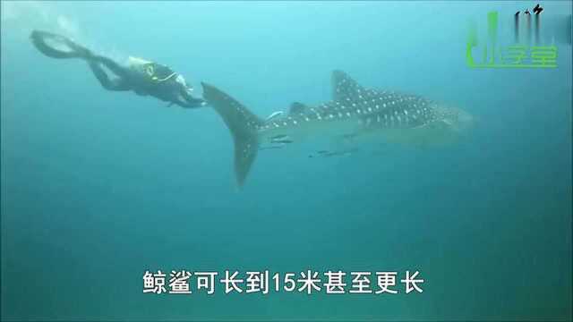 鲨鱼的生活习惯有哪些