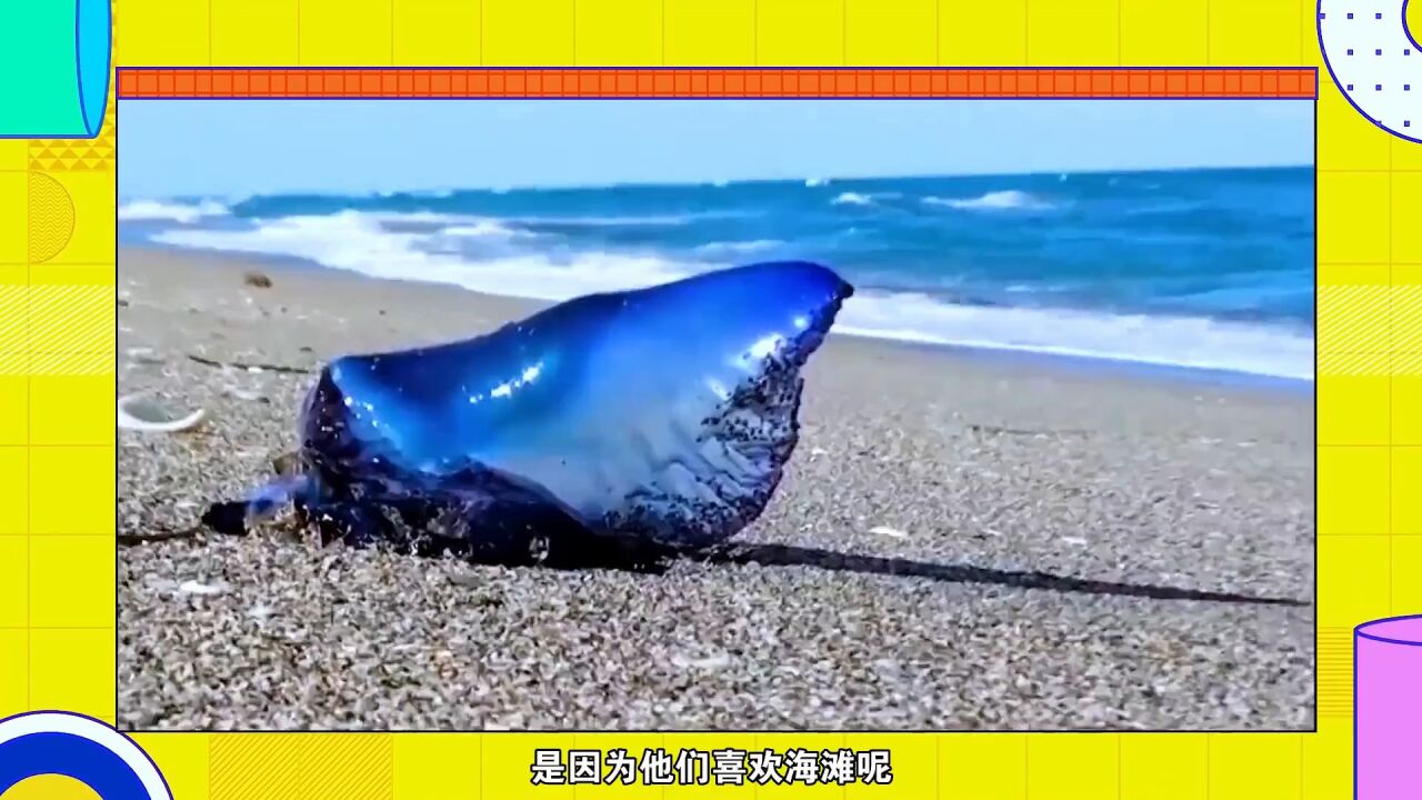 第06集:僧帽水母和海神海蛞蝓的天敵大戰