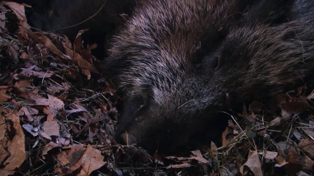 野猪在午夜产仔,刚出生的小野猪超可爱!