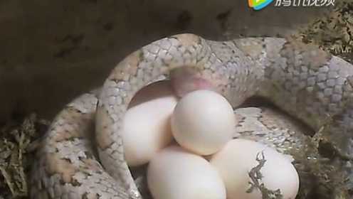 母蛇下蛋近距离高清拍摄全过程，看它下的好痛苦的样子