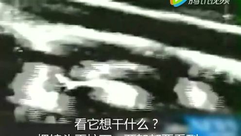 美军实拍王伟81192撞机事件，中国人来看看！