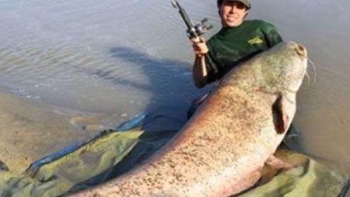 男子河边遭遇巨型鲶鱼，瞬间被吸入肚内吞食