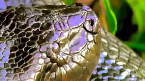 世界上各种最大的巨蛇 真实视频锦集