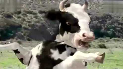 牛B 一只会武功的奶牛 绝招是它的奶