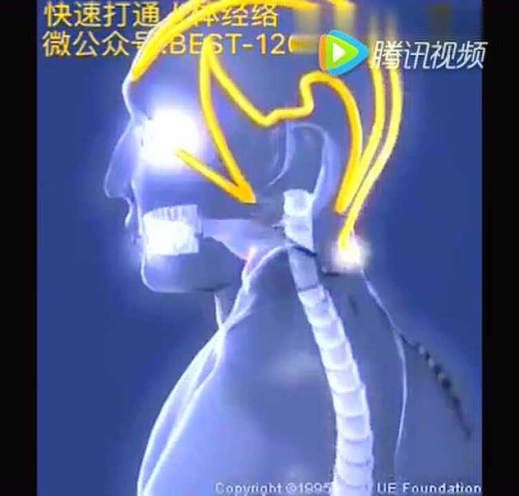 中医经络走向动画演示_高清