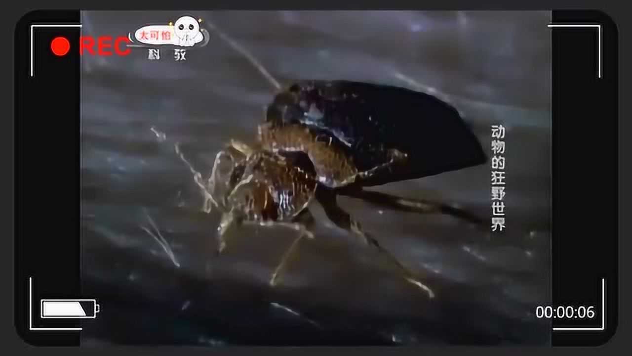 实拍：一条臭虫一晚上把一个人吸到贫血_腾讯视频