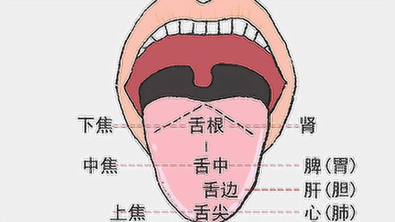 看舌苔诊病,中医看病的秘诀是这样的,学点理论真管用_高清1080P在线观看平台_腾讯视频