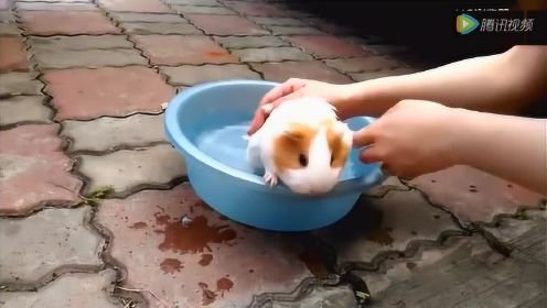 主人给豚鼠洗澡澡，小东西好乖哦！