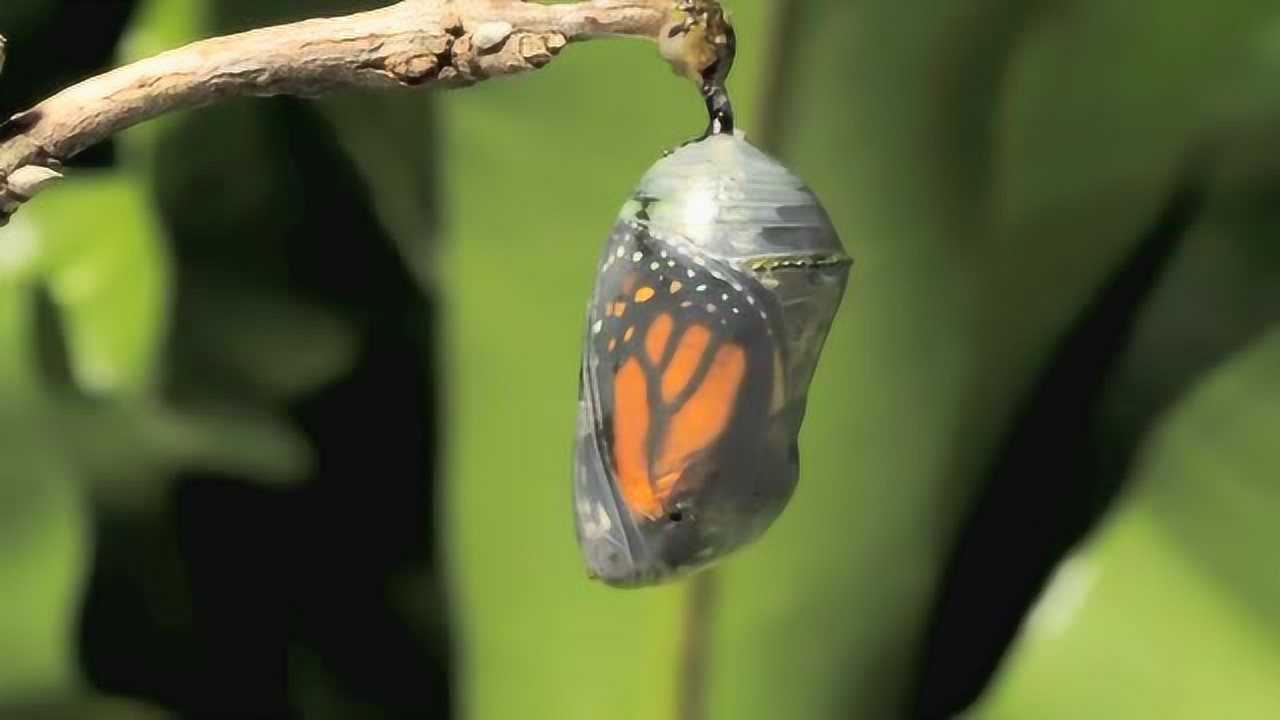 延时摄影蝴蝶见证一双鲜艳翅膀破茧而出