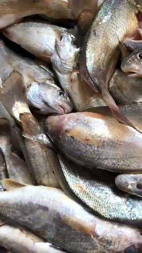 东山岛加芒鱼_腾讯视频