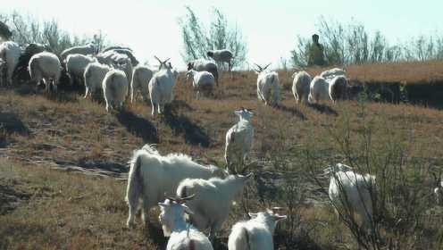 可爱的羊群在山坡上欢腾地奔跑