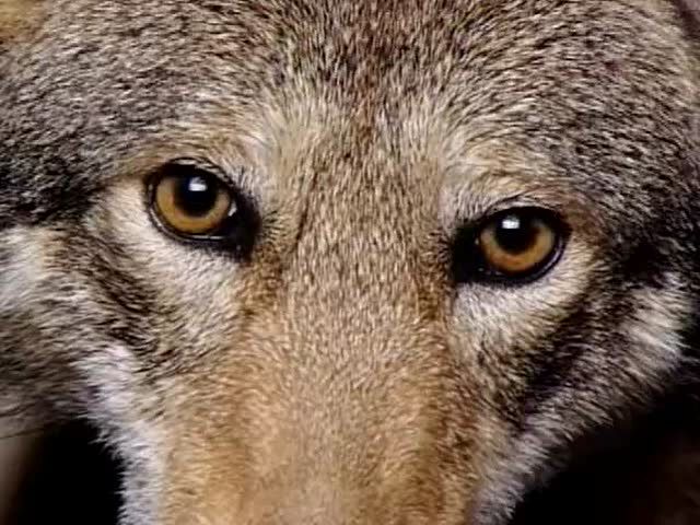 红狼,蓝靛蛇--美国频临绝种动物_腾讯视频