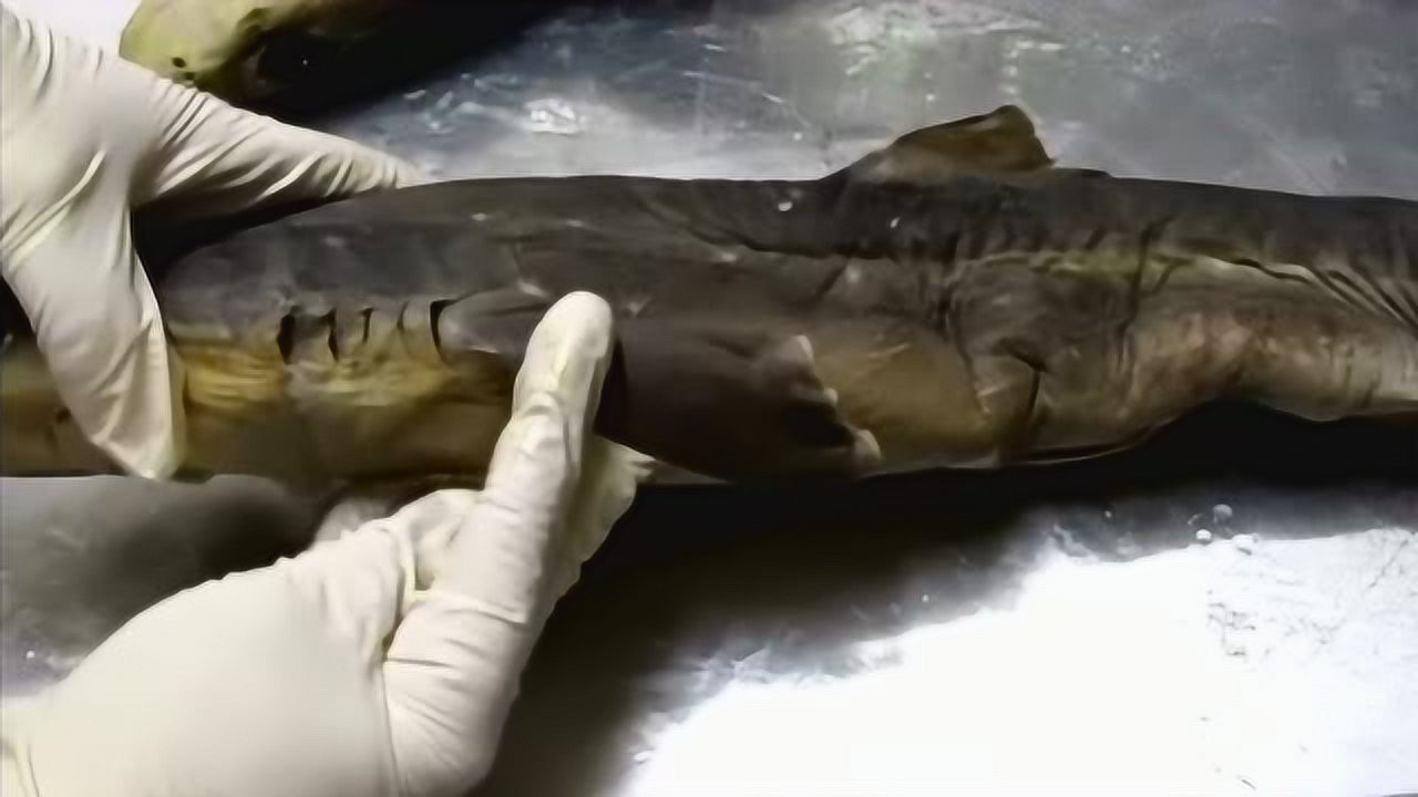 解剖一只小鲨鱼!原来鲨鱼哥的身体构造是这样子的!