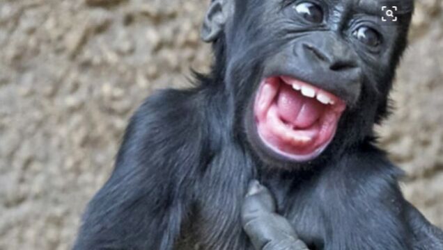 当你给猩猩挠痒痒时,是这样的