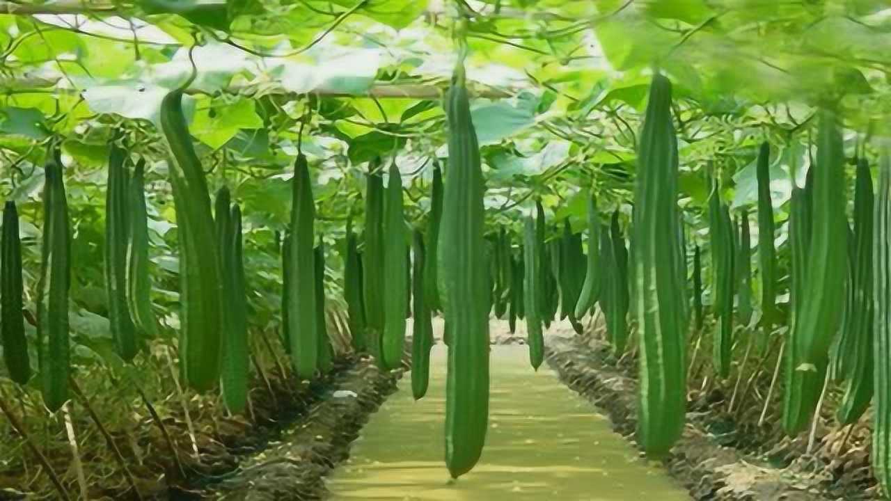 民间大叔规模化种植丝瓜,依靠黑科技走上致富路