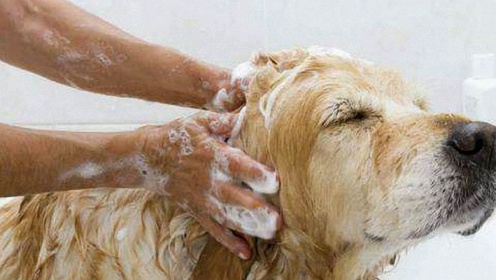 家乡丨美女在家给狗狗洗澡，却把自己弄了一身水