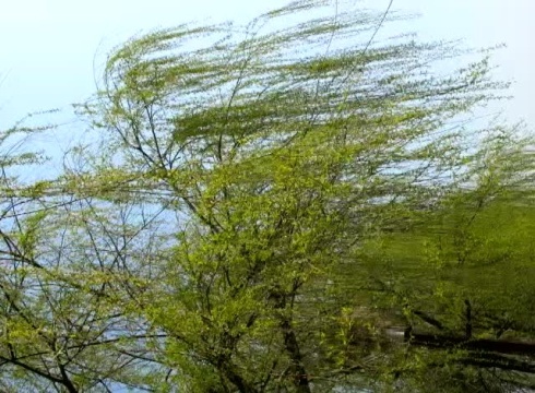 风吹过,树叶沙沙作响_腾讯视频