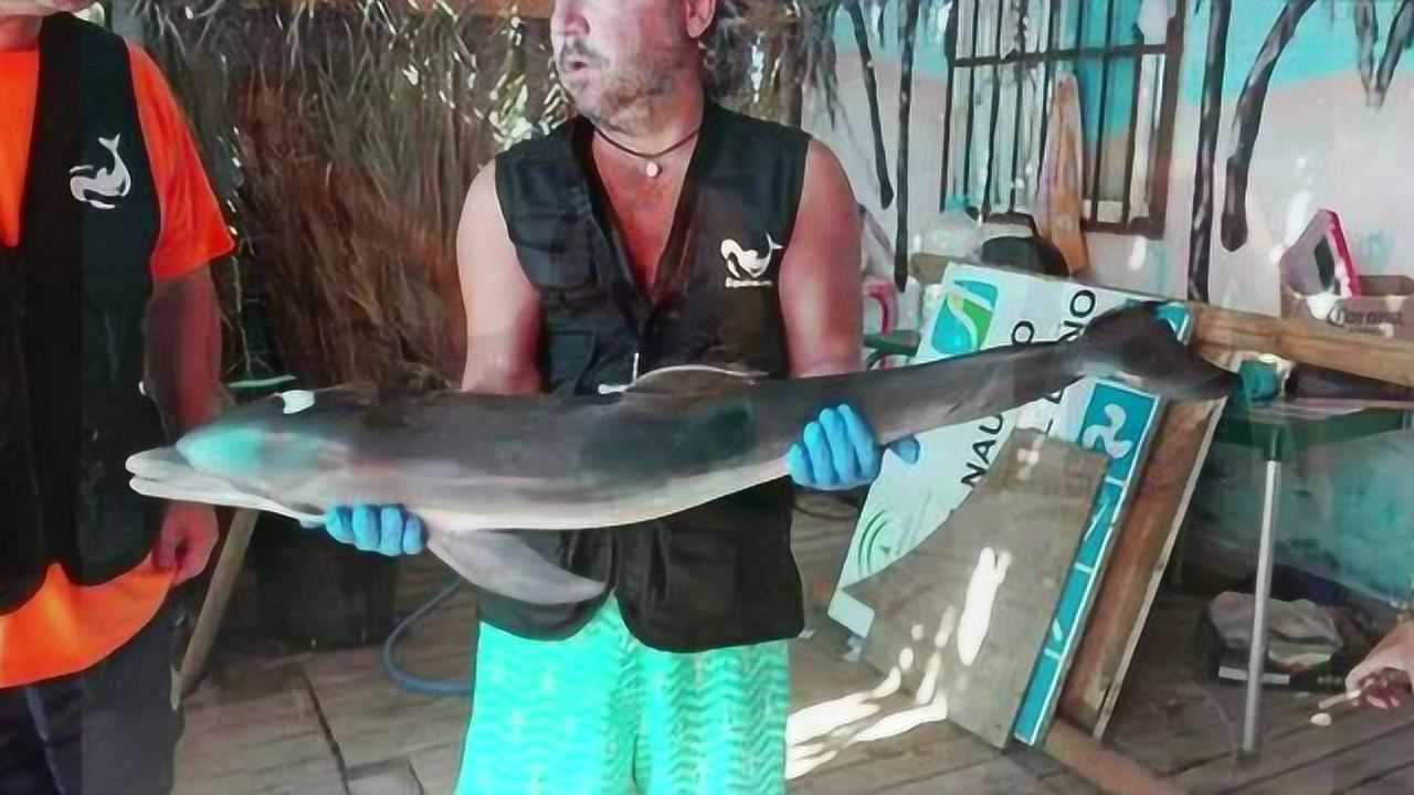 【腾讯视频】 小海豚被困浅海 遭游客强制抚摸后死亡