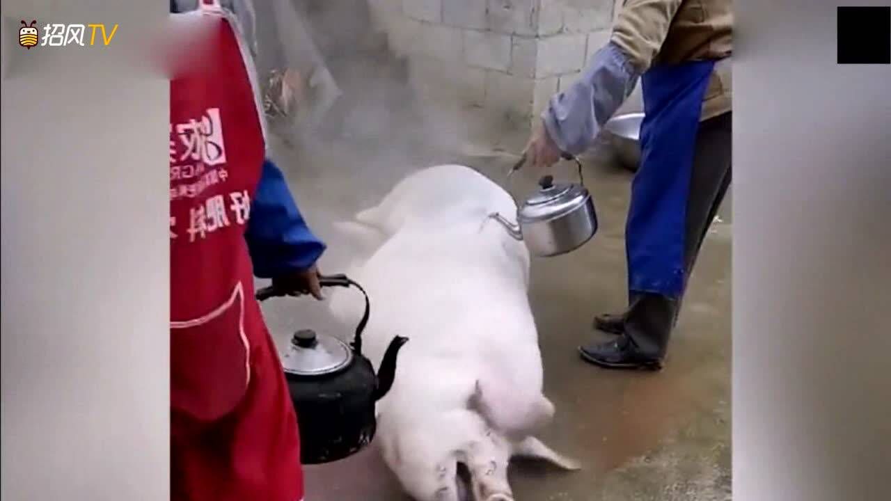 直接用开水把猪烫死它还在挣扎太残忍了