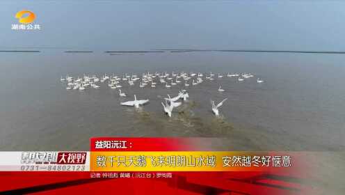益阳沅江：数千只天鹅飞来明朗山水域