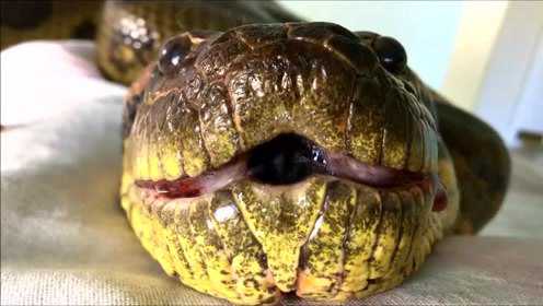 蟒蛇生吞兔子,原来蟒蛇的口水也这么多_腾讯视频