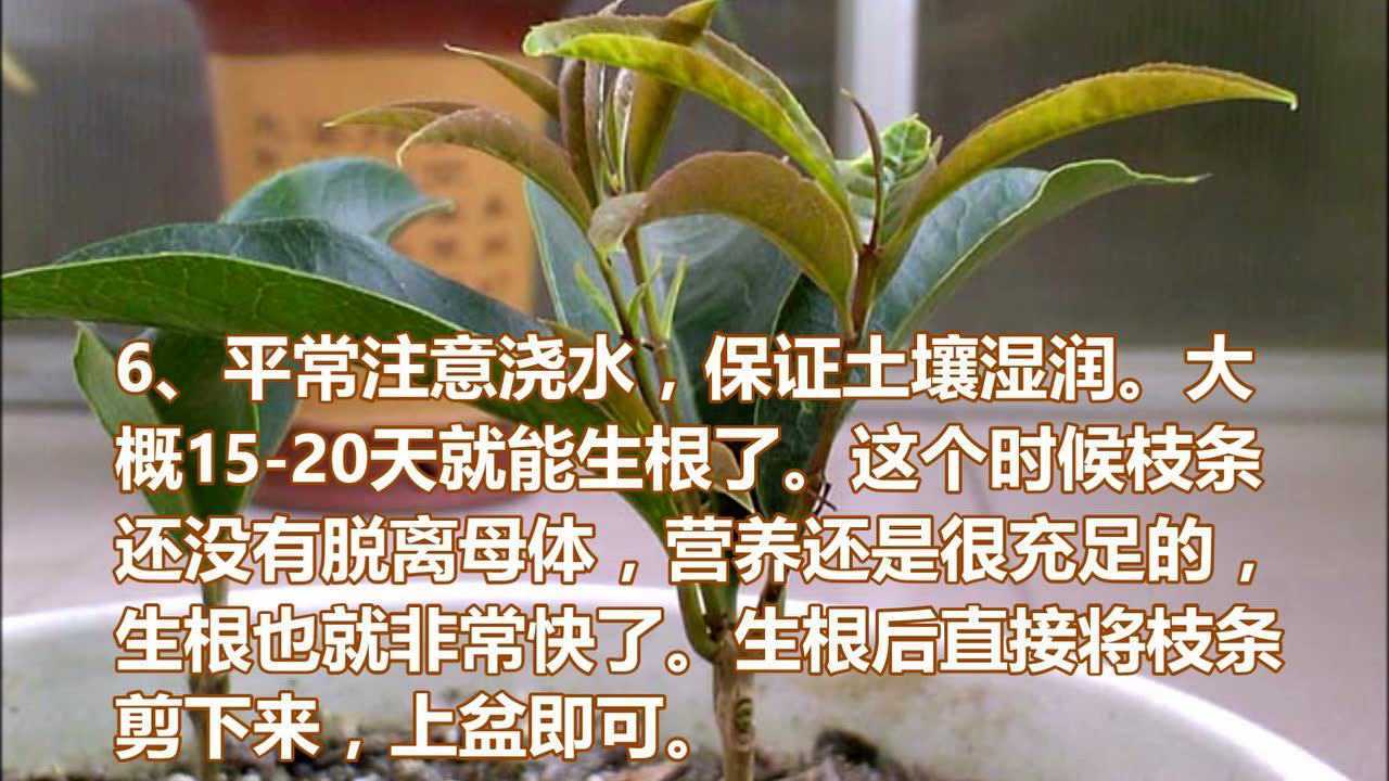 压条繁殖小技巧,一棵变10棵_高清1080P在线观看平台_腾讯视频
