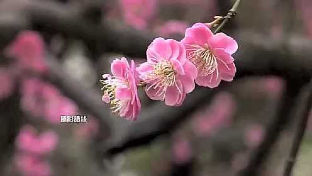 梅花花神寿阳公主图片