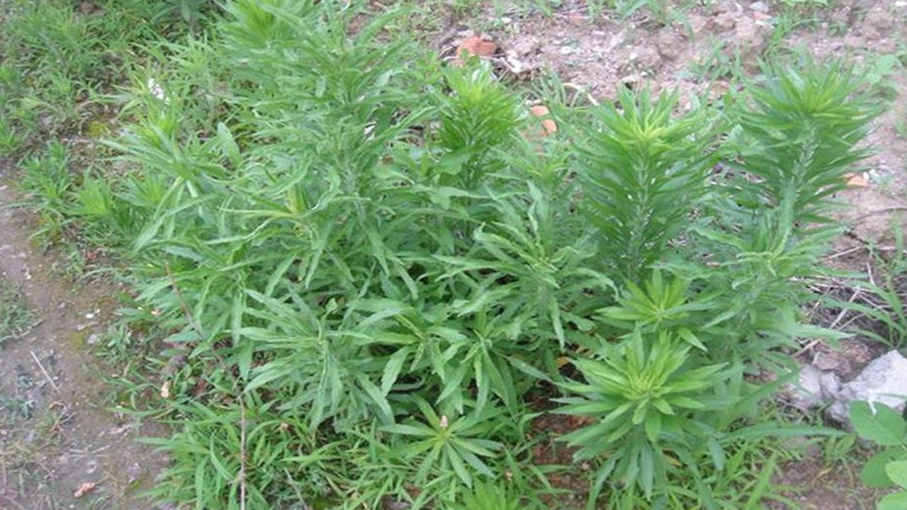 农村遍地都是的野草,老外却用它治拉肚子,你见过吗?