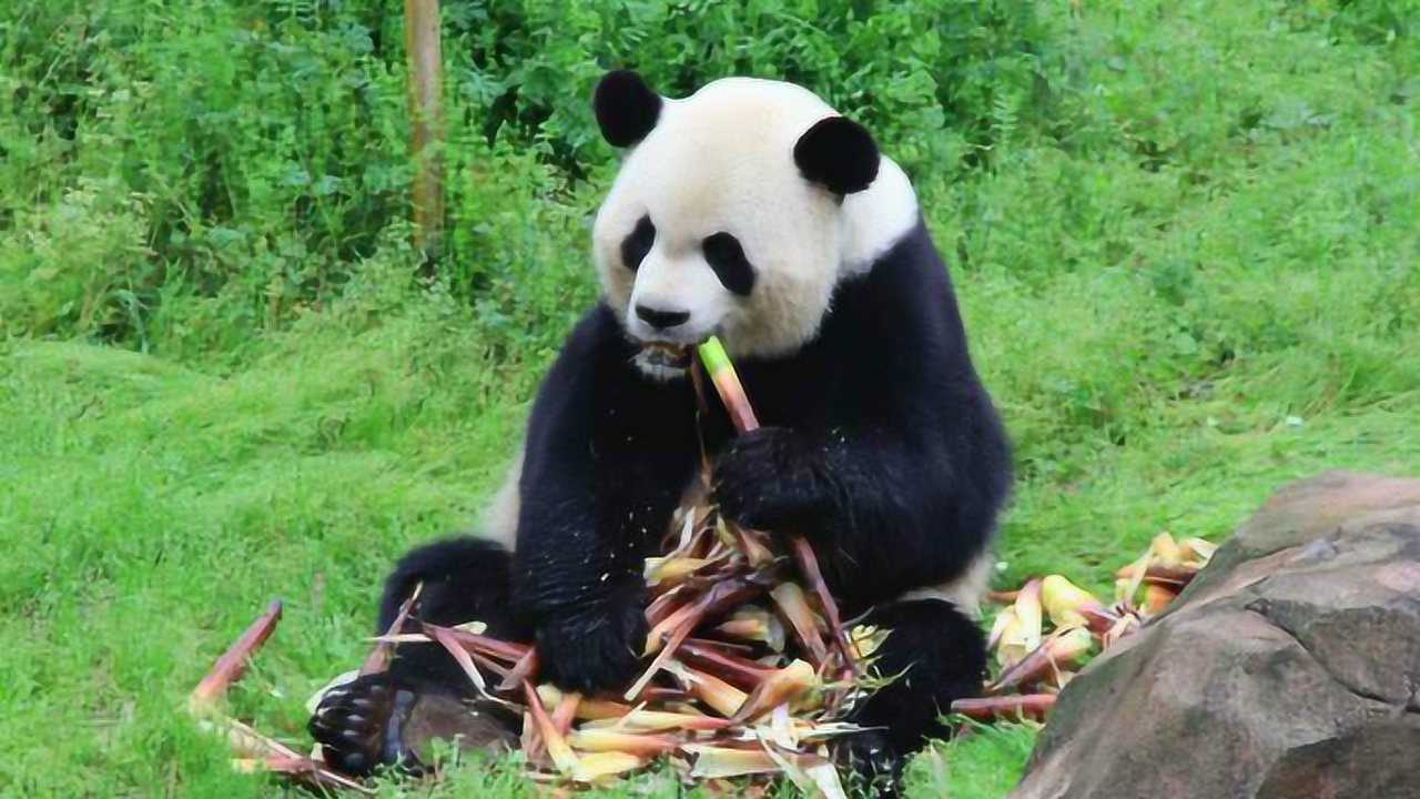 萌萌哒熊猫啃竹笋,嘎嘣脆