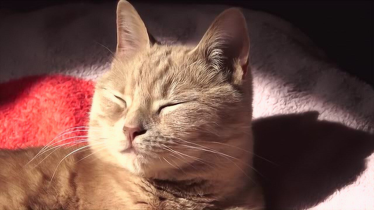 猫咪这长相有点古怪它眯着眼比睁大眼睛要好看不少