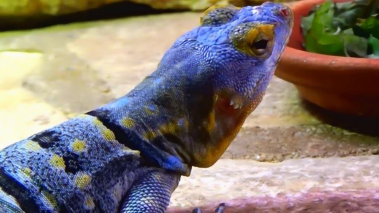 蓝岩蜥近景美照