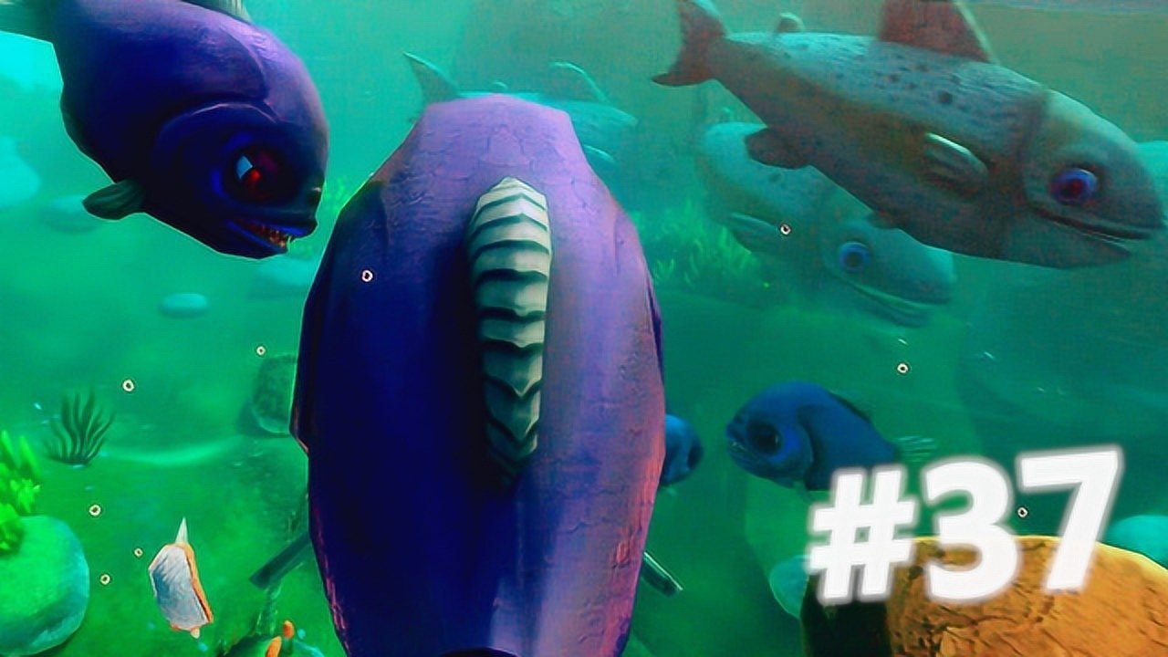 还发现了巨型鲸鱼?小飞象