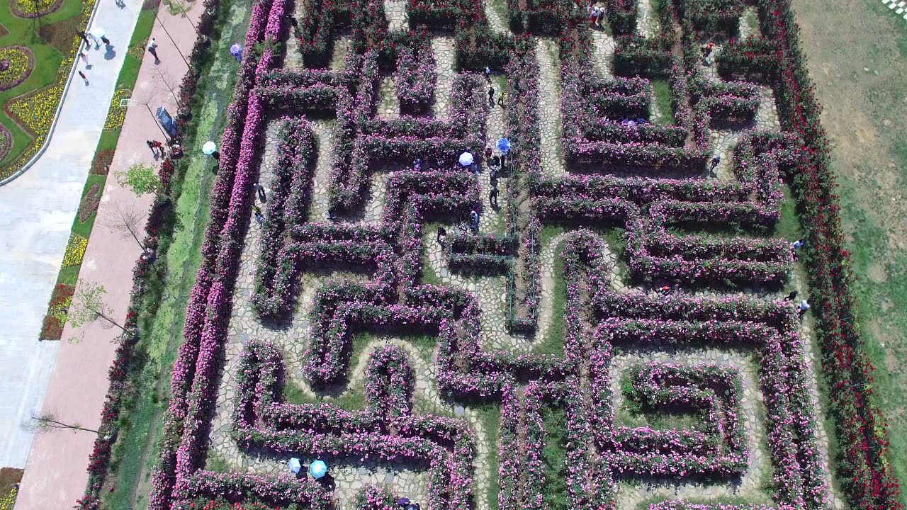 木咱玫瑰花迷宫7