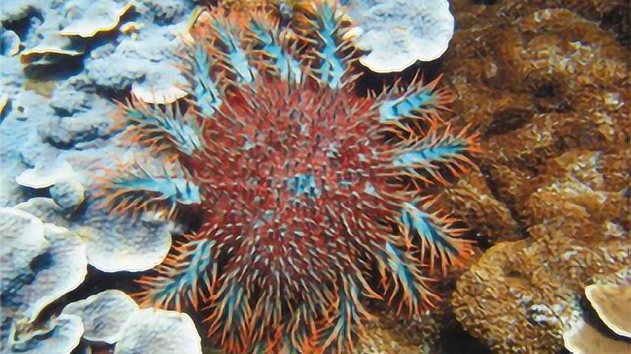 "珊瑚杀手"棘冠海星没有天敌?牛胆汁来了
