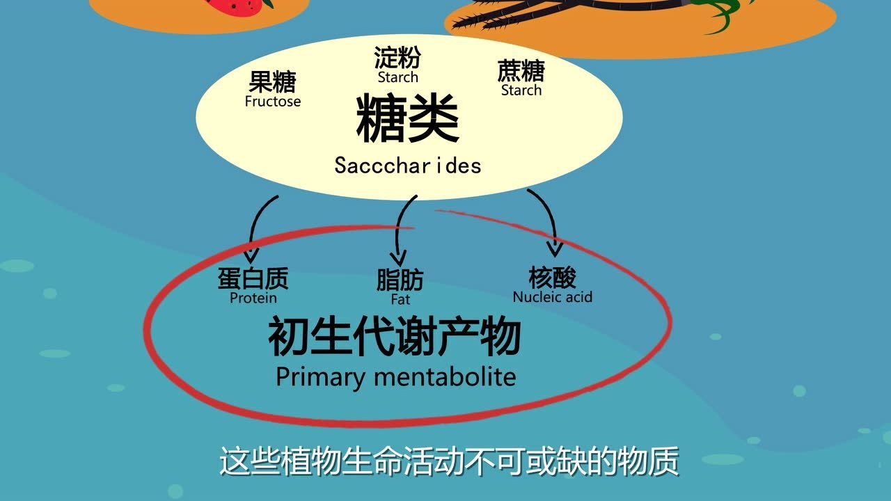 植物次生代谢物腾讯视频}