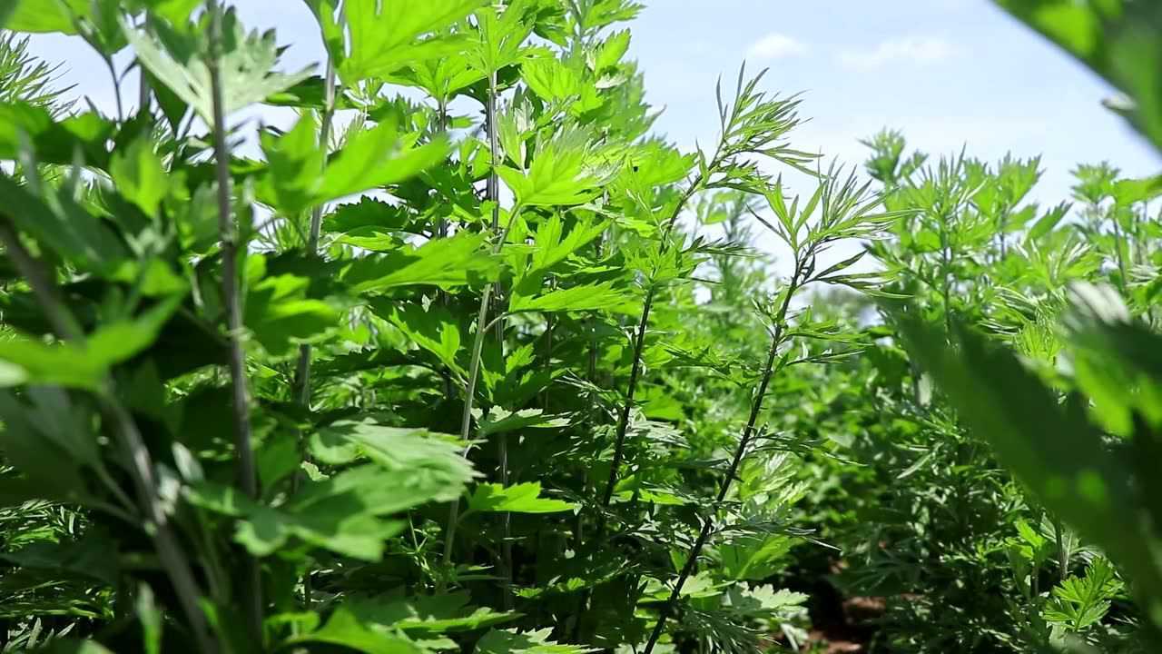 艾蒿和艾草的区别 腾讯网