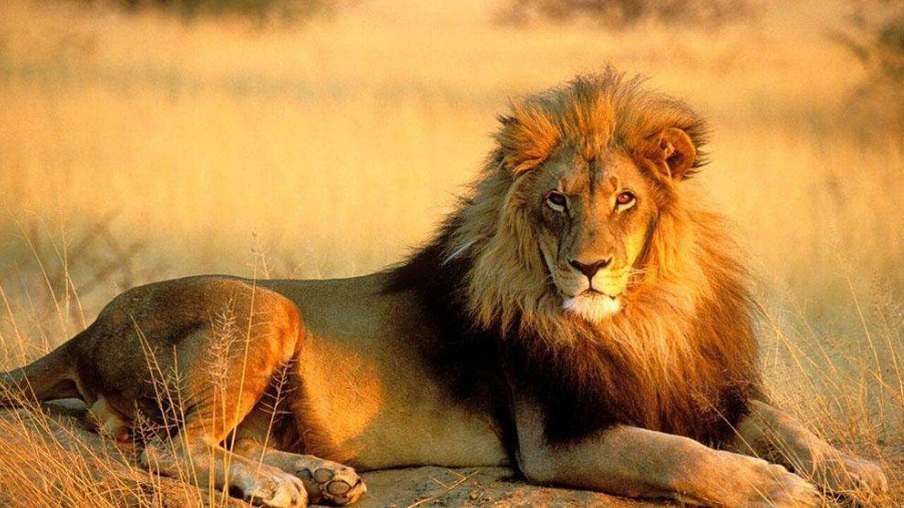 雄狮被毒蛇咬了一口毒性发作之后狮子全身抽搐镜头拍下全过程