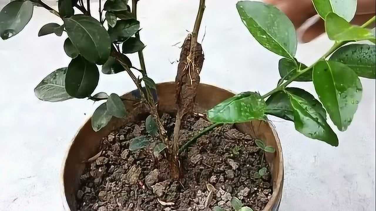 想要柠檬树开花结果这个简单的嫁接方法必须掌握