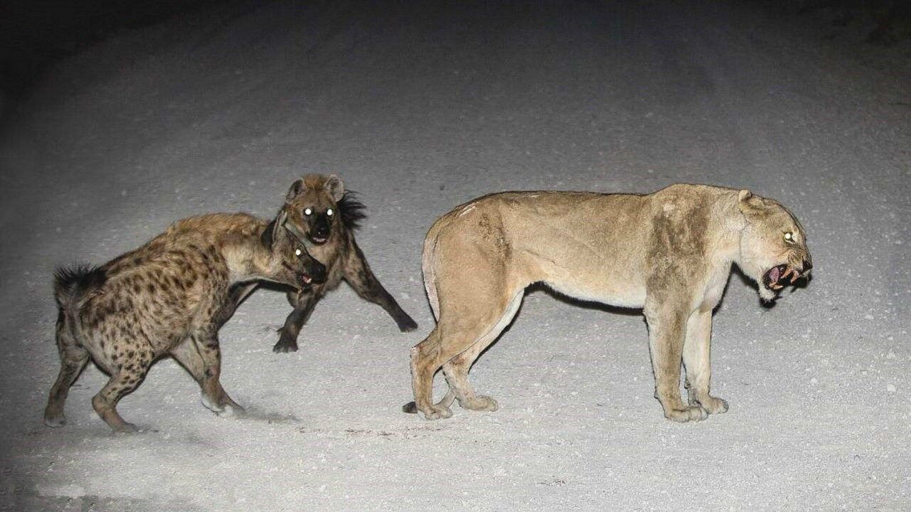 怎么办?狮子的世界,土狼永远不懂!