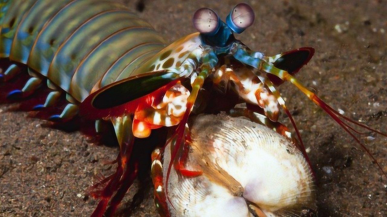 螳螂虾俗称皮皮虾怒杀各种巨蟹