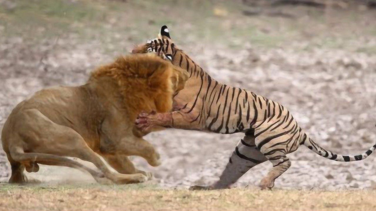 罕见东北虎暴打非洲雄狮视频用力量将雄狮无情碾压太霸气了