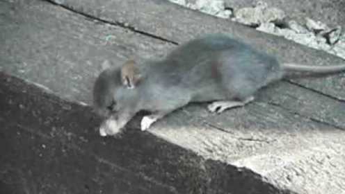 实拍一只老鼠吃了老鼠药的反应，网友：第一次感觉老鼠好可怜！