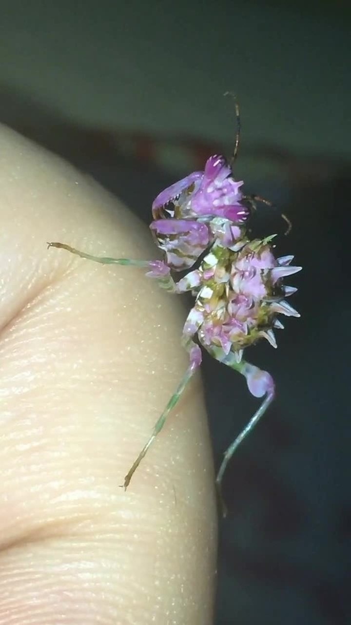 漂亮的兰花螳螂