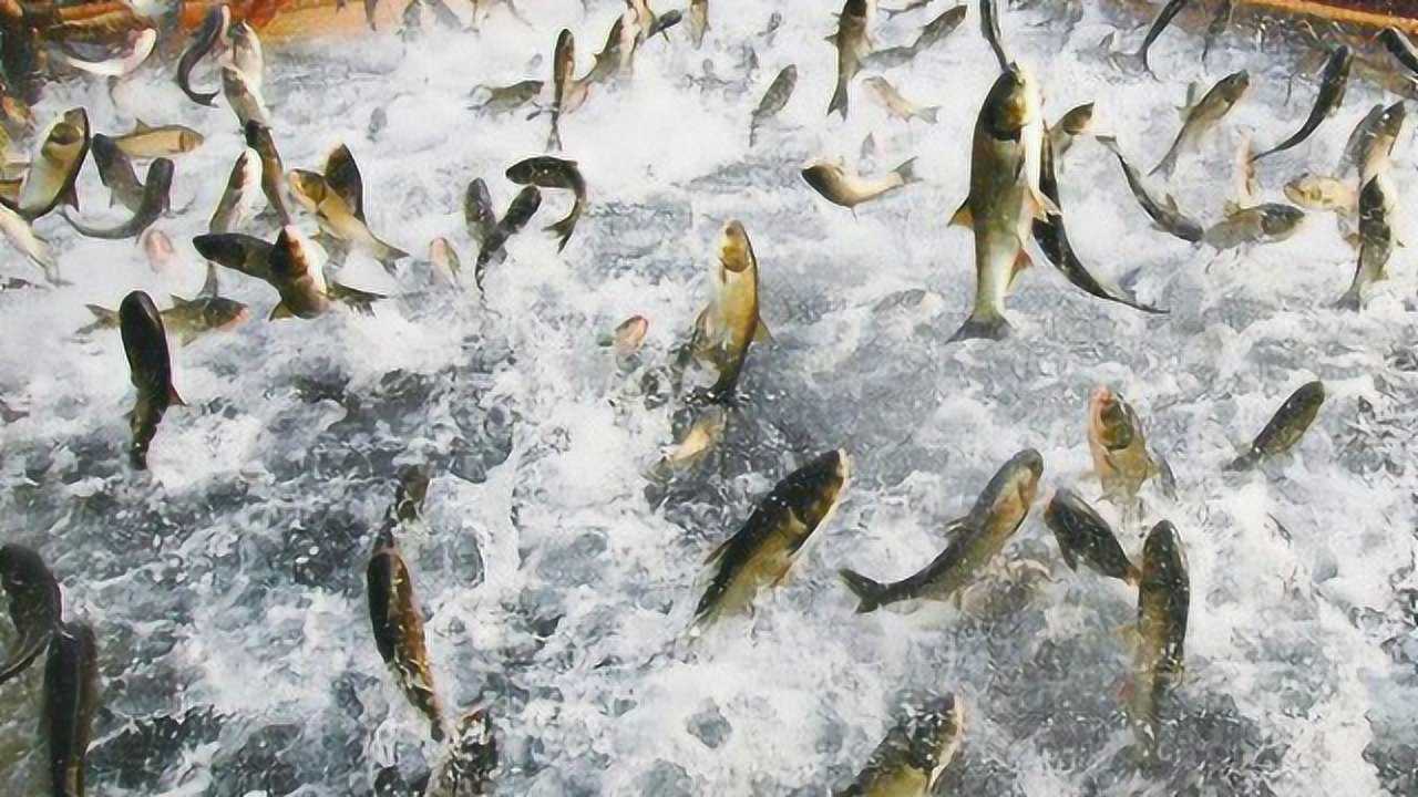 鱼塘捕鱼场景,大鱼乱飞,场面震撼,让人看傻眼!