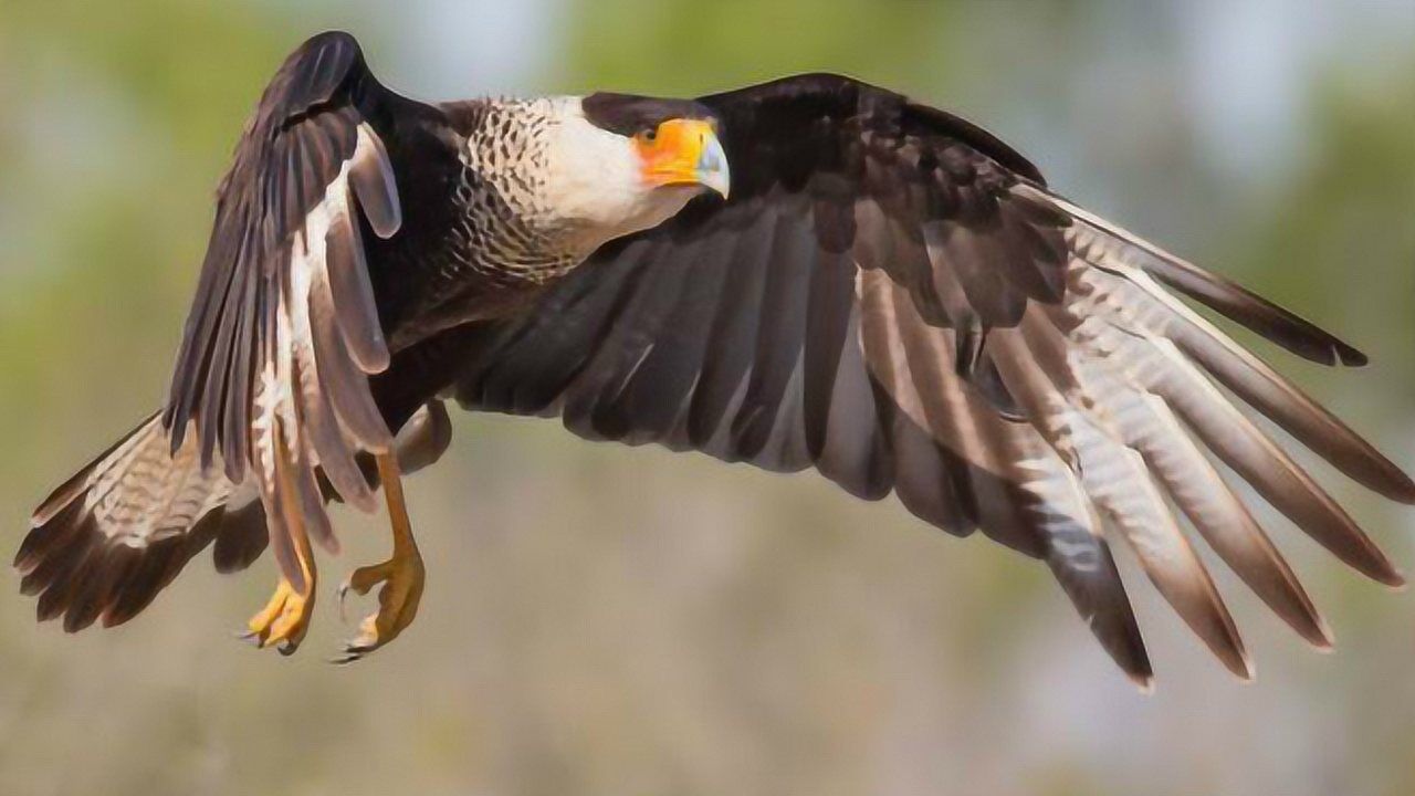 红腿巨隼快成年,会被赶出家门,独自闯荡