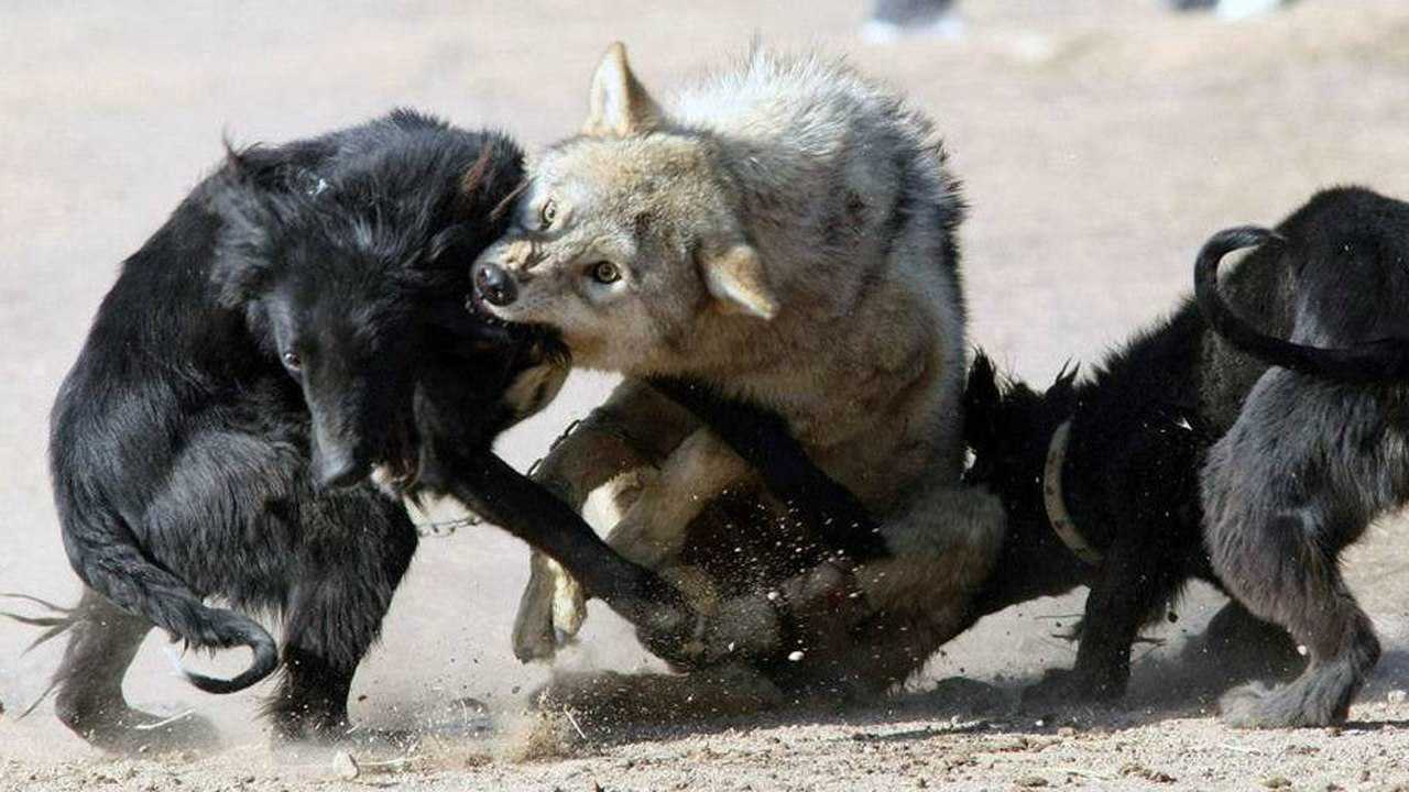 凶残饿狼偷袭牧民羊圈中亚牧羊犬全力反击活活咬死野狼