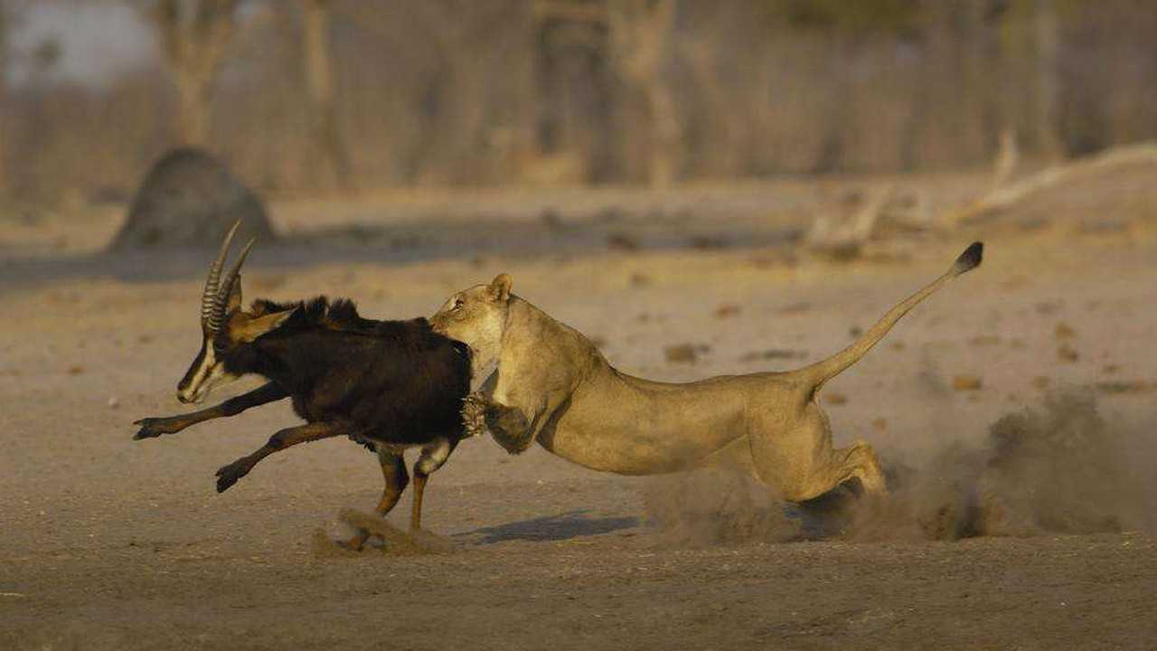 自然传奇猎豹辛苦捕捉小羚羊却被狮子抢了去