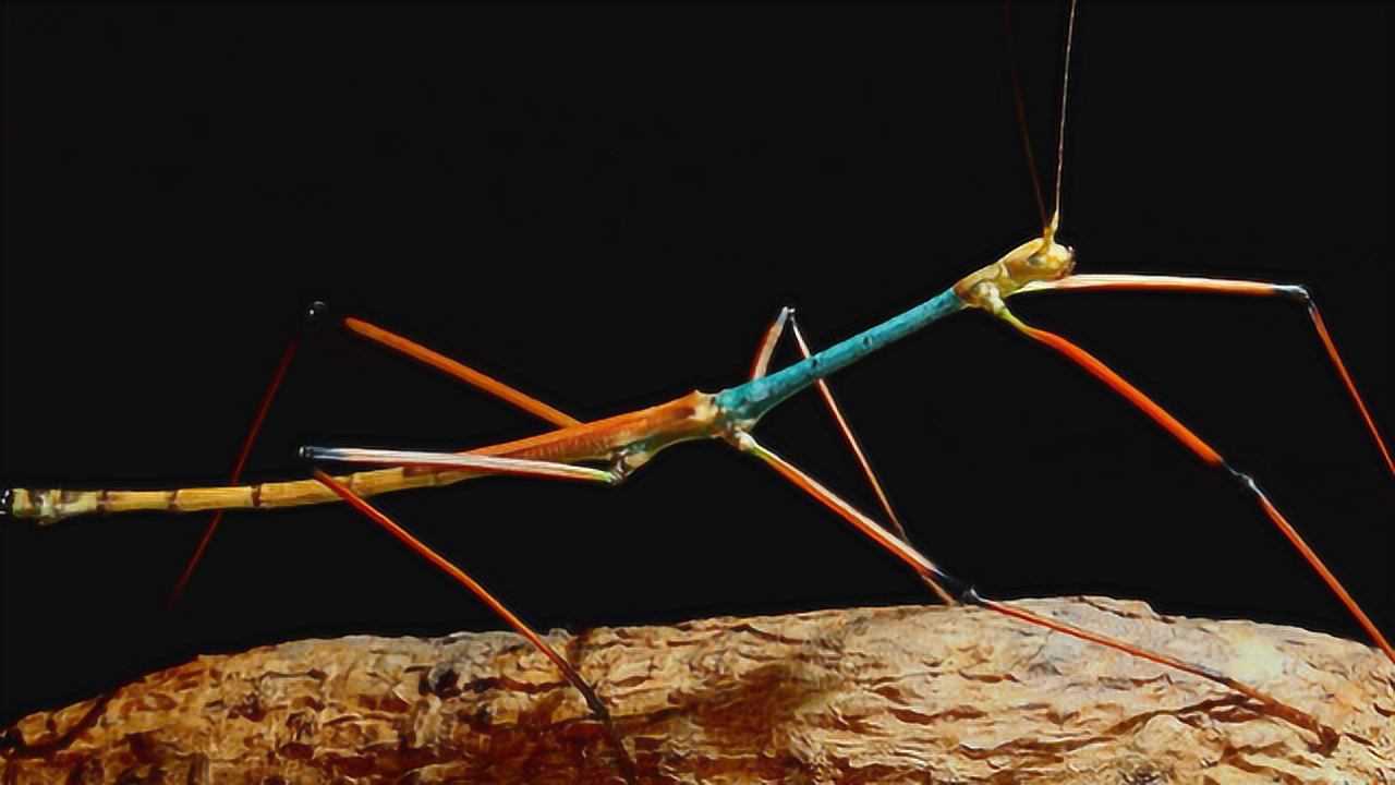 猎奇竹节虫是如何走路的