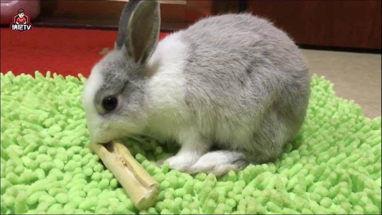 兔子啃竹子见过吗?啃不动的样子好可爱