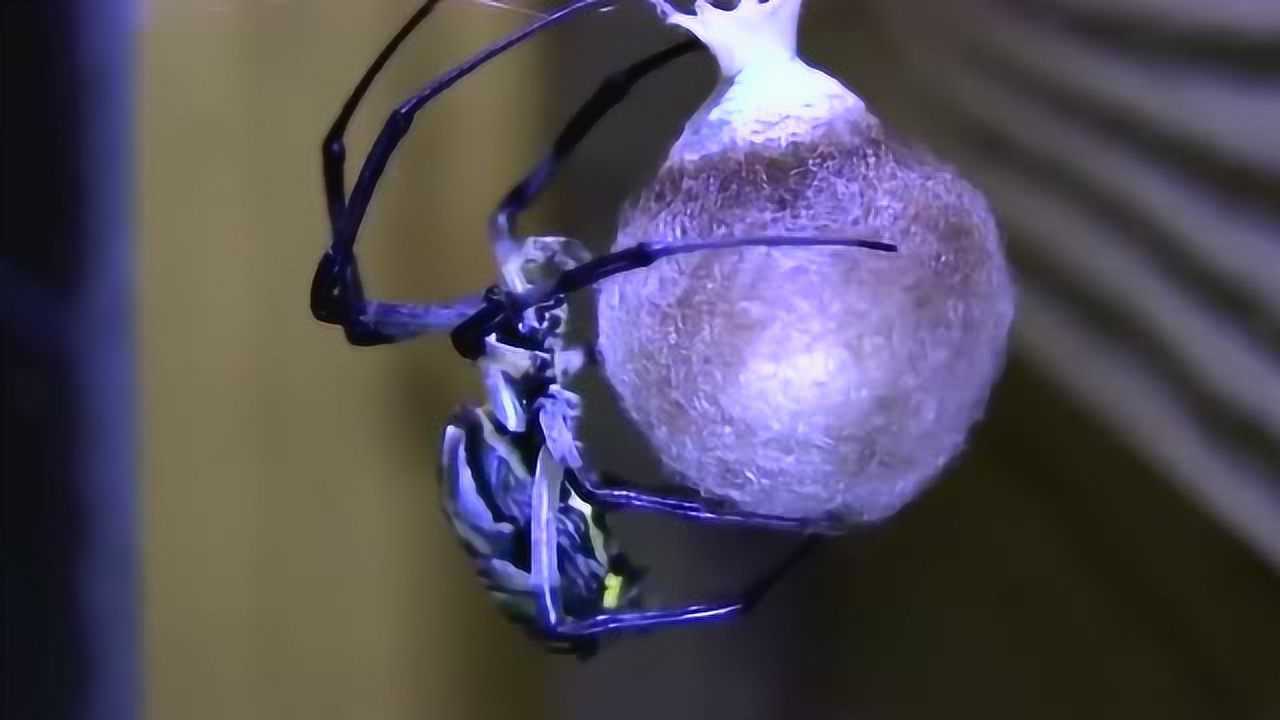 实拍蜘蛛产卵过程这画面你见过吗